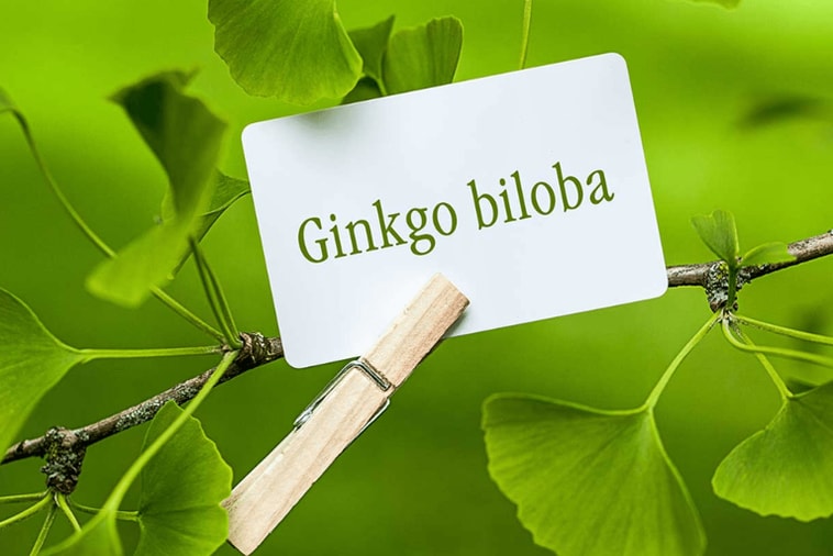Como o Ginkgo Biloba Pode Melhorar o Zumbido no Ouvido?