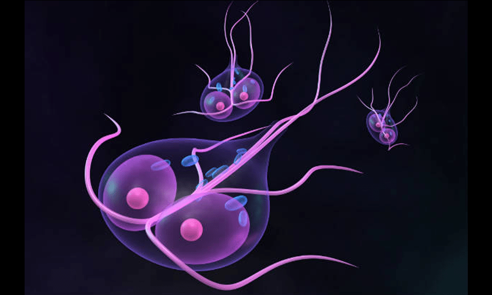 Giardíase Causas, Sintomas, Tratamentos e Prevenção