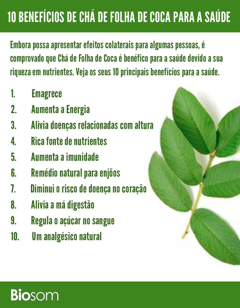 10 Benefícios de Chá de Folha de Coca para a Saúde Biosom Biosom