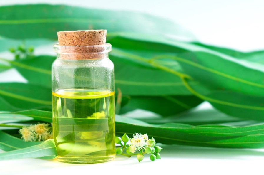 15 Benefícios Incríveis do óleo de Eucalipto para a Saúde